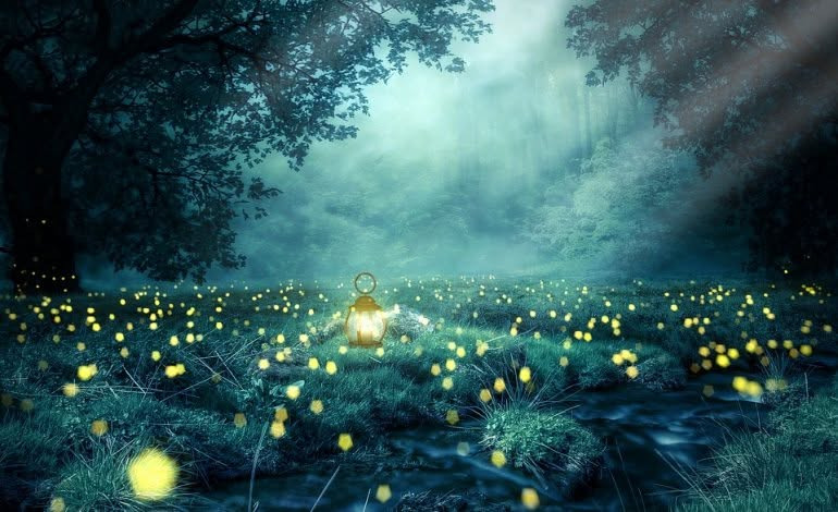 Via delle Lucciole - Escursioni notturne al Parco del Ticino